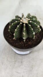 GYMNOCALYCIUM Friedrichii LB 2178 - Nº 370 – vaso 09 - Imagem 6