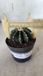 GYMNOCALYCIUM Friedrichii LB 2178 - Nº 370 – vaso 09 - Imagem 4