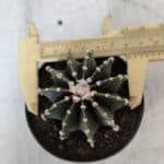 GYMNOCALYCIUM Friedrichii LB 2178 - Nº 370 – vaso 09