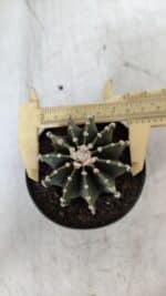 GYMNOCALYCIUM Friedrichii LB 2178 - Nº 370 – vaso 09
