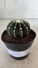 GYMNOCALYCIUM Friedrichii LB 2178 - Nº 380 – vaso 09 - Imagem 2