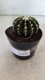 GYMNOCALYCIUM Friedrichii LB 2178 - Nº 380 – vaso 09 - Imagem 9