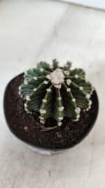 GYMNOCALYCIUM Friedrichii LB 2178 - Nº 380 – vaso 09 - Imagem 7