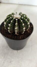 GYMNOCALYCIUM Friedrichii LB 2178 - Nº 380 – vaso 09 - Imagem 8