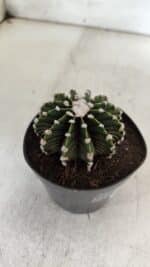 GYMNOCALYCIUM Friedrichii LB 2178 - Nº 380 – vaso 09 - Imagem 6