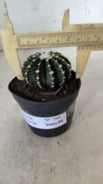 GYMNOCALYCIUM Friedrichii LB 2178 - Nº 380 – vaso 09