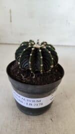 GYMNOCALYCIUM Friedrichii LB 2178 - Nº 381 – vaso 09 - Imagem 2