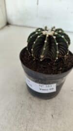 GYMNOCALYCIUM Friedrichii LB 2178 - Nº 381 – vaso 09 - Imagem 8