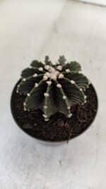 GYMNOCALYCIUM Friedrichii LB 2178 - Nº 381 – vaso 09 - Imagem 7