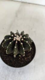 GYMNOCALYCIUM Friedrichii LB 2178 - Nº 381 – vaso 09 - Imagem 6