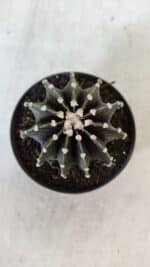 GYMNOCALYCIUM Friedrichii LB 2178 - Nº 381 – vaso 09 - Imagem 3