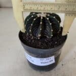GYMNOCALYCIUM Friedrichii LB 2178 - Nº 381 – vaso 09