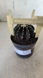 GYMNOCALYCIUM Friedrichii LB 2178 - Nº 381 – vaso 09