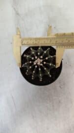 GYMNOCALYCIUM Friedrichii LB 2178 - Nº 381 – vaso 09 - Imagem 4