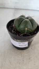 GYMNOCALYCIUM HORSTII Nº 50 – vaso 09 - Imagem 8