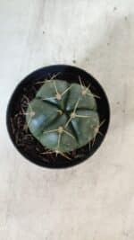 GYMNOCALYCIUM HORSTII Nº 50 – vaso 09 - Imagem 3