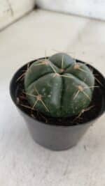 GYMNOCALYCIUM HORSTII Nº 50 – vaso 09 - Imagem 7