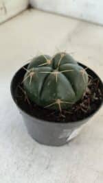 GYMNOCALYCIUM HORSTII Nº 50 – vaso 09 - Imagem 6