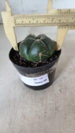 GYMNOCALYCIUM HORSTII Nº 50 – vaso 09 - Imagem 4