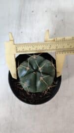 GYMNOCALYCIUM HORSTII Nº 50 – vaso 09