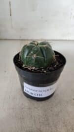 GYMNOCALYCIUM HORSTII Nº 51 – vaso 09 - Imagem 2