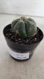 GYMNOCALYCIUM HORSTII Nº 51 – vaso 09 - Imagem 8