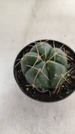 GYMNOCALYCIUM HORSTII Nº 51 – vaso 09 - Imagem 6