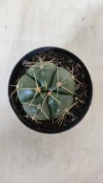 GYMNOCALYCIUM HORSTII Nº 51 – vaso 09 - Imagem 3