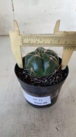 GYMNOCALYCIUM HORSTII Nº 51 – vaso 09