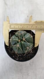 GYMNOCALYCIUM HORSTII Nº 51 – vaso 09 - Imagem 5