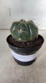 GYMNOCALYCIUM HORSTII Nº 52 – vaso 11 - Imagem 2