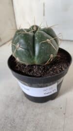 GYMNOCALYCIUM HORSTII Nº 52 – vaso 11 - Imagem 9