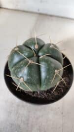 GYMNOCALYCIUM HORSTII Nº 52 – vaso 11 - Imagem 8