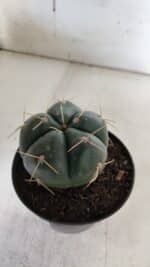 GYMNOCALYCIUM HORSTII Nº 52 – vaso 11 - Imagem 7