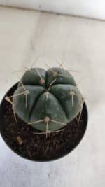 GYMNOCALYCIUM HORSTII Nº 52 – vaso 11 - Imagem 6