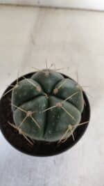 GYMNOCALYCIUM HORSTII Nº 52 – vaso 11 - Imagem 3