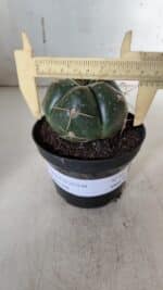 GYMNOCALYCIUM HORSTII Nº 52 – vaso 11