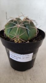GYMNOCALYCIUM HORSTII Nº 603 – vaso 15 - Imagem 2
