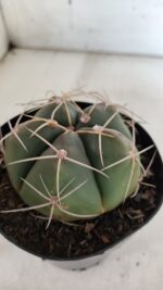GYMNOCALYCIUM HORSTII Nº 603 – vaso 15 - Imagem 8