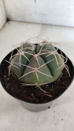 GYMNOCALYCIUM HORSTII Nº 603 – vaso 15 - Imagem 7