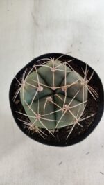 GYMNOCALYCIUM HORSTII Nº 603 – vaso 15 - Imagem 3