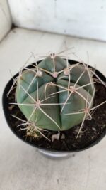 GYMNOCALYCIUM HORSTII Nº 603 – vaso 15 - Imagem 6