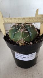 GYMNOCALYCIUM HORSTII Nº 603 – vaso 15