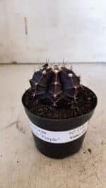 GYMNOCALYCIUM Mihanovichii Purple Nº 110 – vaso 09 - Imagem 2