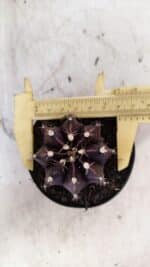 GYMNOCALYCIUM Mihanovichii Purple Nº 110 – vaso 09 - Imagem 5