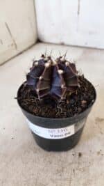 GYMNOCALYCIUM Mihanovichii Purple Nº 110 – vaso 09 - Imagem 11