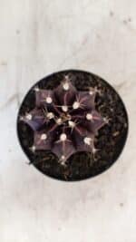 GYMNOCALYCIUM Mihanovichii Purple Nº 110 – vaso 09 - Imagem 3