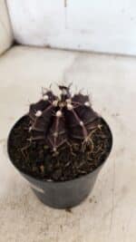 GYMNOCALYCIUM Mihanovichii Purple Nº 110 – vaso 09 - Imagem 10
