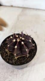GYMNOCALYCIUM Mihanovichii Purple Nº 110 – vaso 09 - Imagem 9