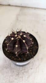 GYMNOCALYCIUM Mihanovichii Purple Nº 110 – vaso 09 - Imagem 8